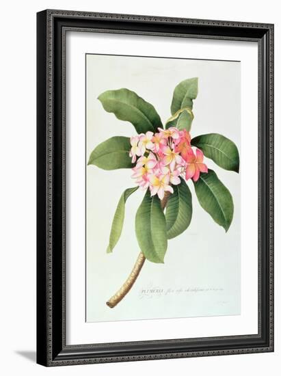 Plumeria-Georg Dionysius Ehret-Framed Giclee Print