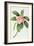 Plumeria-Georg Dionysius Ehret-Framed Giclee Print