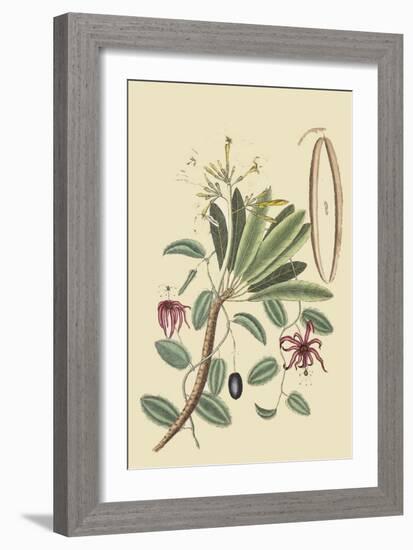 Plumeria-Mark Catesby-Framed Art Print