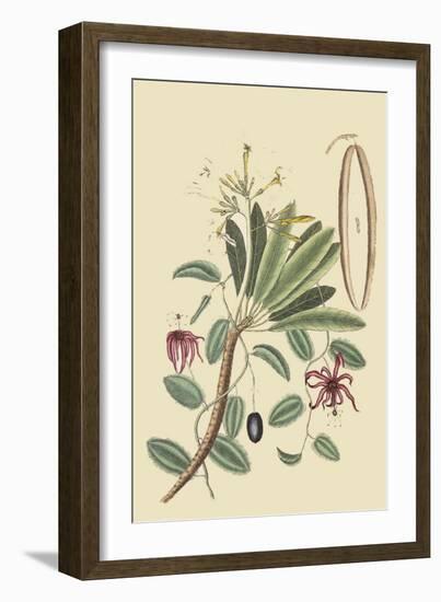 Plumeria-Mark Catesby-Framed Art Print