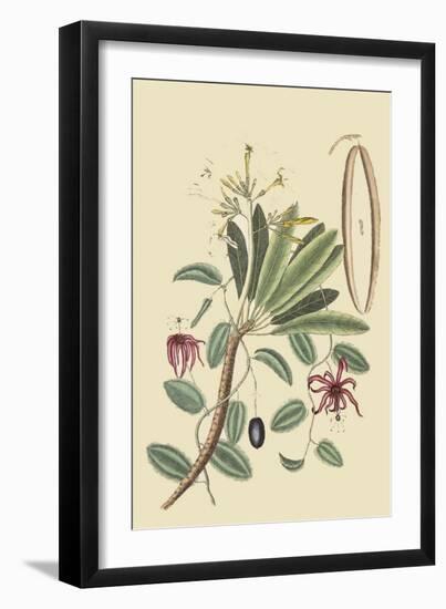 Plumeria-Mark Catesby-Framed Art Print