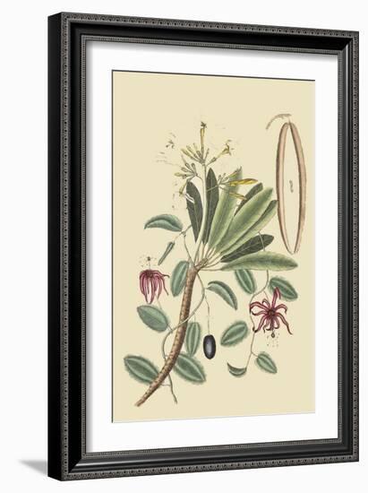 Plumeria-Mark Catesby-Framed Art Print