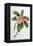 Plumeria-Georg Dionysius Ehret-Framed Premier Image Canvas