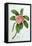 Plumeria-Georg Dionysius Ehret-Framed Premier Image Canvas