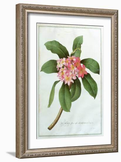 Plumeria-Georg Dionysius Ehret-Framed Giclee Print