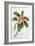 Plumeria-Georg Dionysius Ehret-Framed Giclee Print