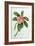 Plumeria-Georg Dionysius Ehret-Framed Giclee Print