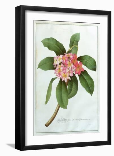 Plumeria-Georg Dionysius Ehret-Framed Giclee Print