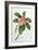 Plumeria-Georg Dionysius Ehret-Framed Giclee Print