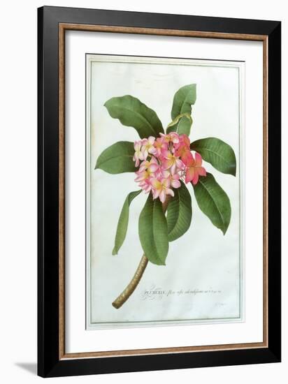 Plumeria-Georg Dionysius Ehret-Framed Giclee Print