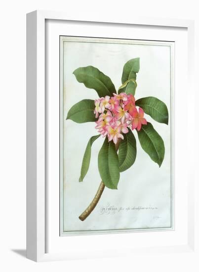 Plumeria-Georg Dionysius Ehret-Framed Giclee Print