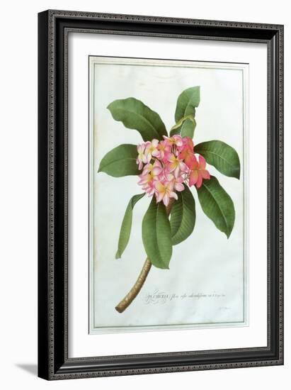 Plumeria-Georg Dionysius Ehret-Framed Giclee Print