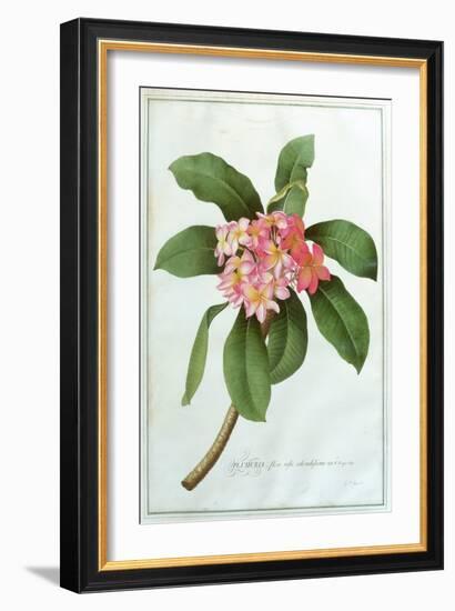 Plumeria-Georg Dionysius Ehret-Framed Giclee Print