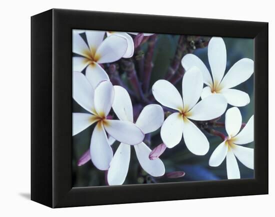 Plumerias, Maui, Hawaii, USA-Darrell Gulin-Framed Premier Image Canvas