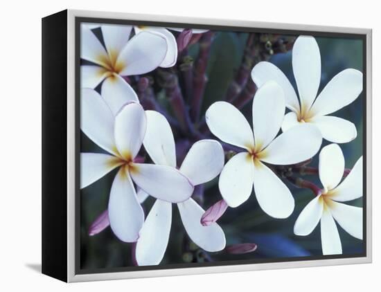 Plumerias, Maui, Hawaii, USA-Darrell Gulin-Framed Premier Image Canvas