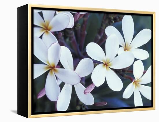 Plumerias, Maui, Hawaii, USA-Darrell Gulin-Framed Premier Image Canvas