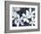 Plumerias, Maui, Hawaii, USA-Darrell Gulin-Framed Photographic Print