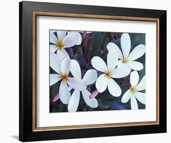 Plumerias, Maui, Hawaii, USA-Darrell Gulin-Framed Photographic Print