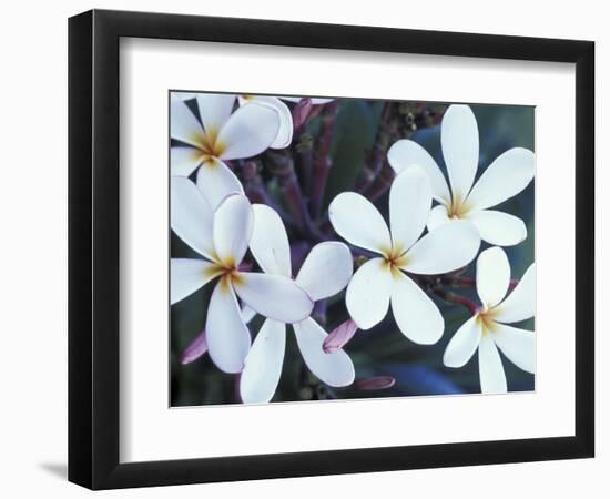 Plumerias, Maui, Hawaii, USA-Darrell Gulin-Framed Photographic Print