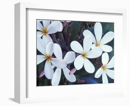 Plumerias, Maui, Hawaii, USA-Darrell Gulin-Framed Photographic Print