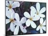 Plumerias, Maui, Hawaii, USA-Darrell Gulin-Mounted Photographic Print