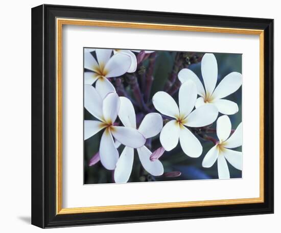 Plumerias, Maui, Hawaii, USA-Darrell Gulin-Framed Photographic Print