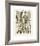 Plumes-Adolphe Millot-Framed Giclee Print