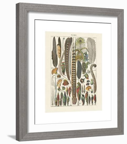 Plumes-Adolphe Millot-Framed Giclee Print