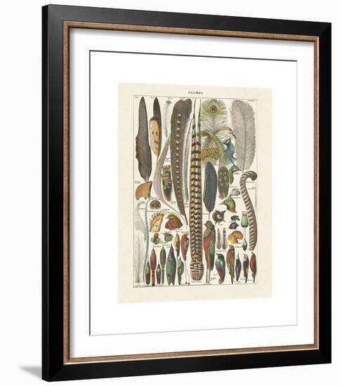 Plumes-Adolphe Millot-Framed Giclee Print