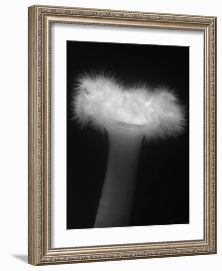 Plumose Anemone-Henry Horenstein-Framed Photographic Print