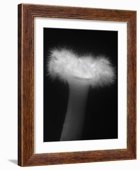 Plumose Anemone-Henry Horenstein-Framed Photographic Print