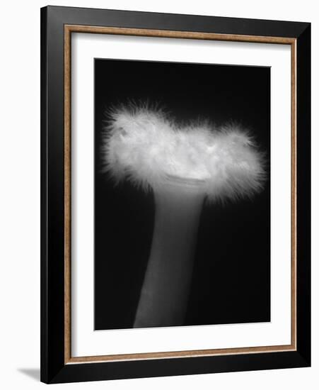 Plumose Anemone-Henry Horenstein-Framed Photographic Print