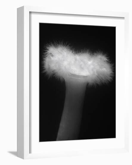 Plumose Anemone-Henry Horenstein-Framed Photographic Print