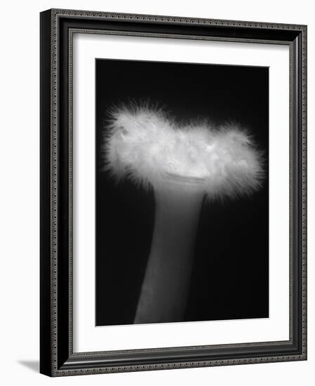 Plumose Anemone-Henry Horenstein-Framed Photographic Print