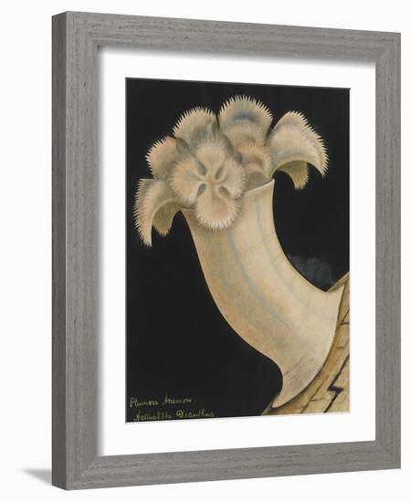 Plumose Anemone-Philip Henry Gosse-Framed Giclee Print