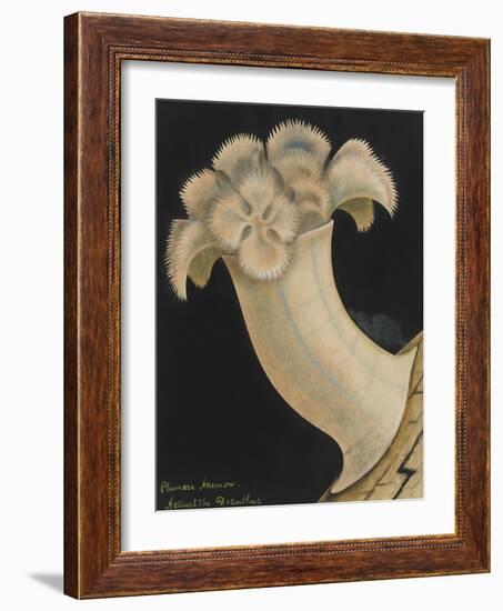 Plumose Anemone-Philip Henry Gosse-Framed Giclee Print