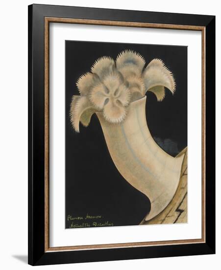 Plumose Anemone-Philip Henry Gosse-Framed Giclee Print