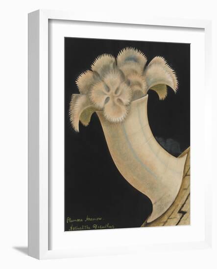 Plumose Anemone-Philip Henry Gosse-Framed Giclee Print