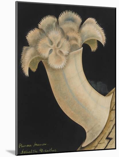 Plumose Anemone-Philip Henry Gosse-Mounted Giclee Print