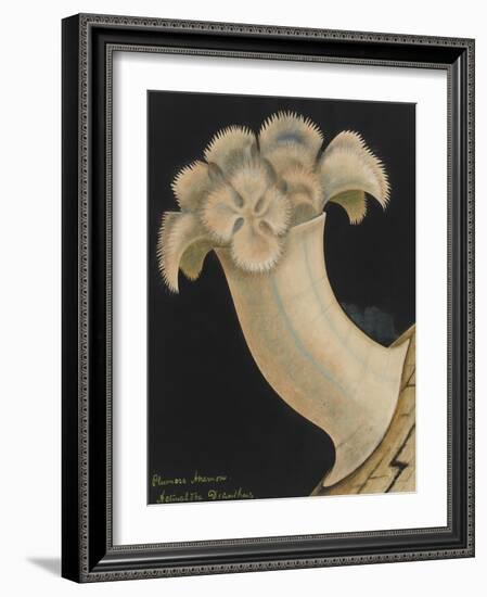 Plumose Anemone-Philip Henry Gosse-Framed Giclee Print