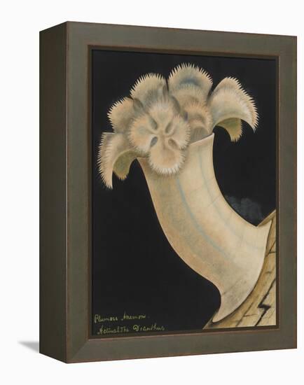 Plumose Anemone-Philip Henry Gosse-Framed Premier Image Canvas