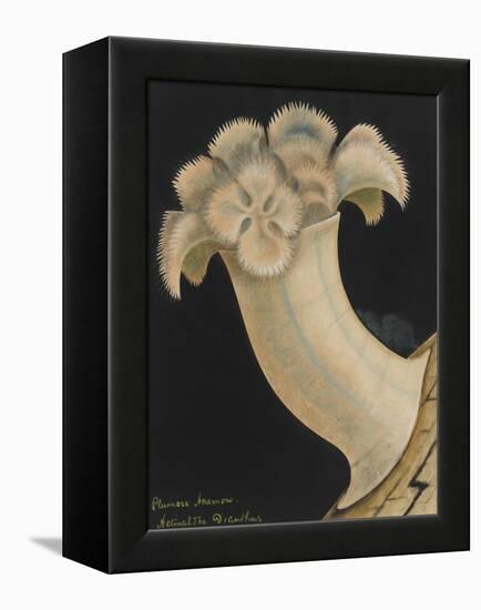 Plumose Anemone-Philip Henry Gosse-Framed Premier Image Canvas