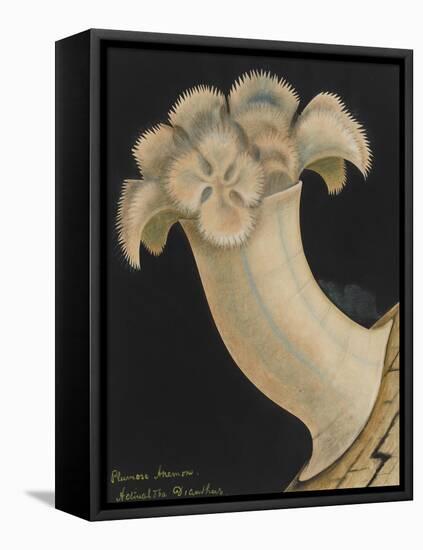 Plumose Anemone-Philip Henry Gosse-Framed Premier Image Canvas