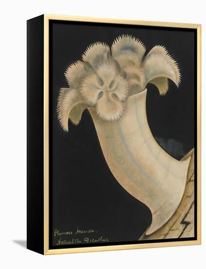 Plumose Anemone-Philip Henry Gosse-Framed Premier Image Canvas