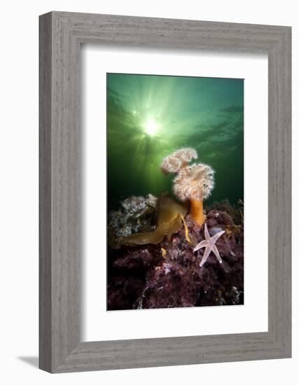 Plumose Anemones (Metridium Senile) And Common Starfish (Asterias Rubens) Beneath The Sun-Alex Mustard-Framed Photographic Print