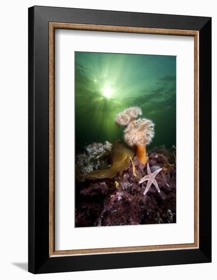 Plumose Anemones (Metridium Senile) And Common Starfish (Asterias Rubens) Beneath The Sun-Alex Mustard-Framed Photographic Print