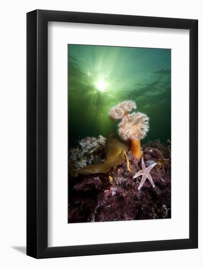 Plumose Anemones (Metridium Senile) And Common Starfish (Asterias Rubens) Beneath The Sun-Alex Mustard-Framed Photographic Print