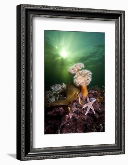 Plumose Anemones (Metridium Senile) And Common Starfish (Asterias Rubens) Beneath The Sun-Alex Mustard-Framed Photographic Print