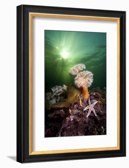 Plumose Anemones (Metridium Senile) And Common Starfish (Asterias Rubens) Beneath The Sun-Alex Mustard-Framed Photographic Print