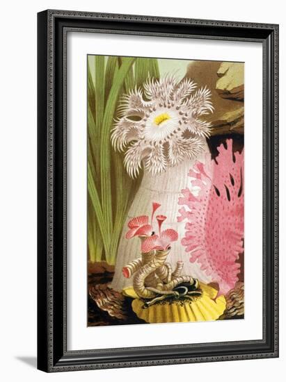 Plumose Sea Anemone-Science Source-Framed Giclee Print